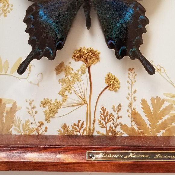 #B2 1 Rare Collectible Real Far East Russian Alpine Black Swallowtail Butterfly - Picture 7 of 13